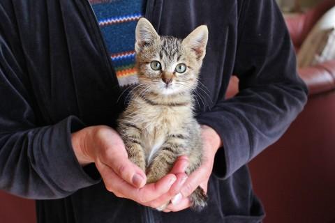 仔猫を保護しています。