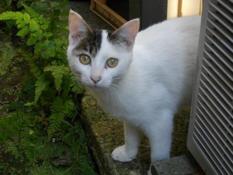 元気な子猫