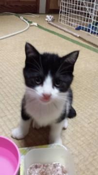 ちょっとビビりの白黒きれいなはち