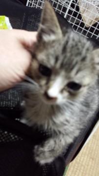 かわいいキジ白くんです。