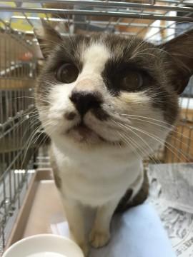 目が綺麗なブルーのシャム猫もどき