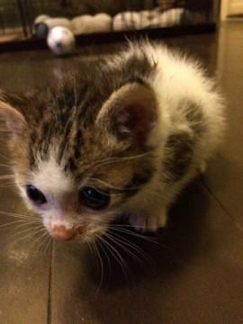 まだなまえないのです１