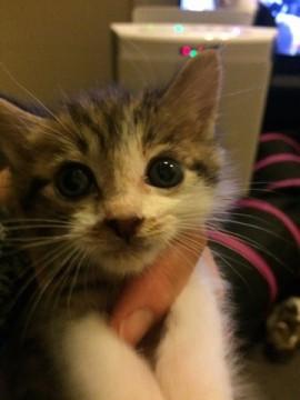 まだなまえないのです３