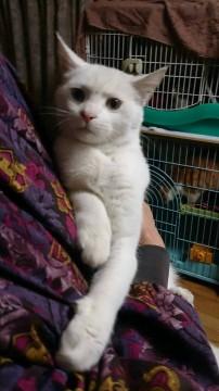 オッドアイ