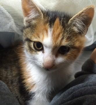 10月生まれの子猫です