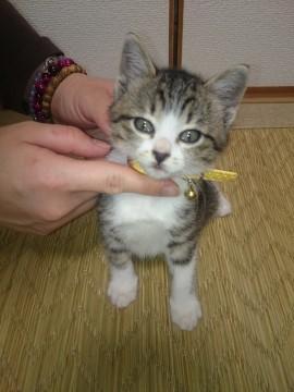 元気な美猫です