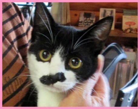 沢山の猫達と面会可能です★