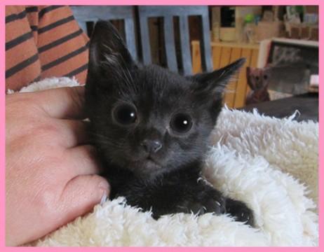 ジジ！沢山の猫達と面会可能です★