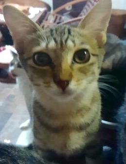美人娘のキジトラ猫