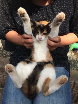 超甘えん坊の三毛