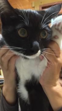 くつ下猫ちゃん！