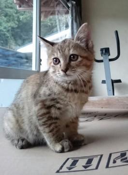 里親募集中です