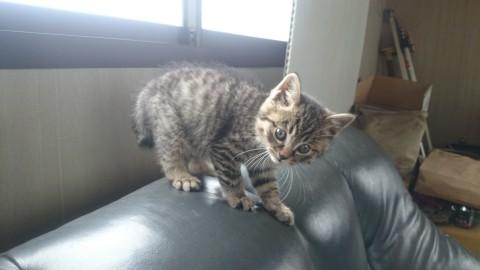 元気なめんこい子猫です