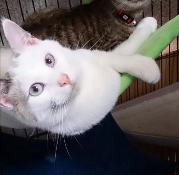 大きくておっとり系のフワフワな子