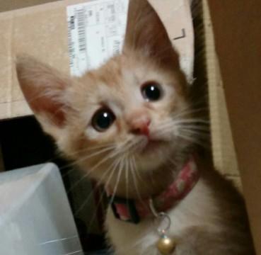 人間大好き(兄妹猫同時募集)