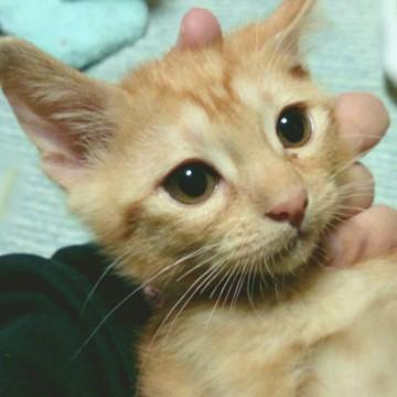 とびきりの甘えた(兄妹猫同時募集