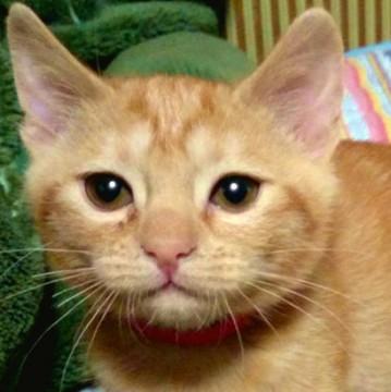 洋猫混じり？(兄妹猫同時募集）
