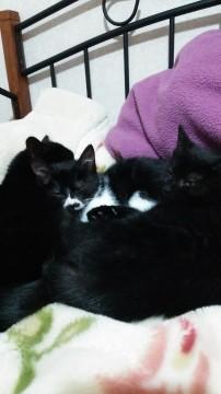 のら猫子猫を家族に迎えて下さい