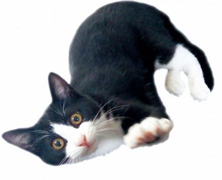 家族になってあげてください