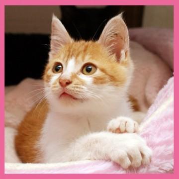 元気もりもり！！健康優良児です。