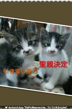 保護猫
