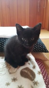 かわいい子猫ちゃん