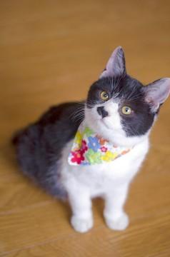 小樽の保護猫ちゃん