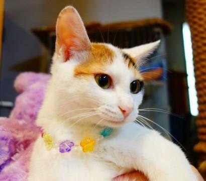 ★可憐な乙女、家族募集中★