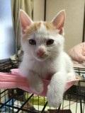 おっとりおっきいくん