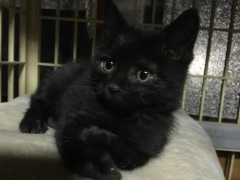魔女の宅急便に出て来そうな黒猫ち