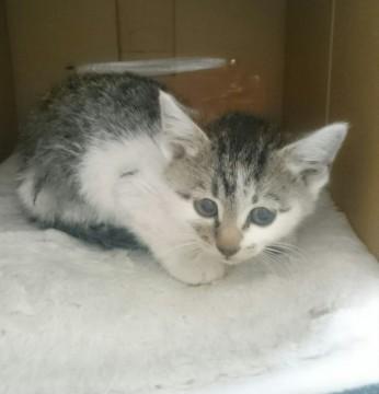 生後１ヶ月経つか経たないかのかわ