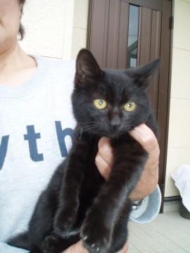 甘えん坊の黒猫です