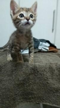 元気な子猫
