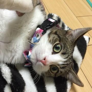 マンチカン♪