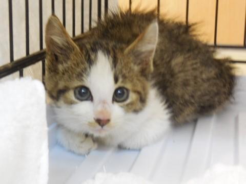 きじしろ半長毛