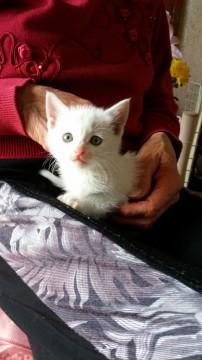 ちびたの里親さん募集中