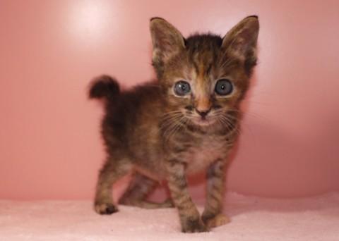 甘ったれの2か月の女の子