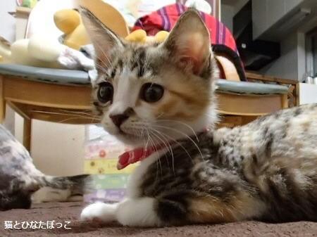 三毛美人