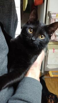 艶々な黒猫兄弟