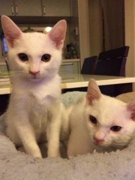 人懐こく犬とも仲良し