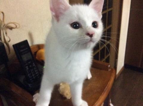 元気で甘えん坊の兄妹！