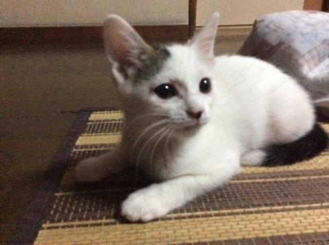 元気で甘えん坊の兄妹！