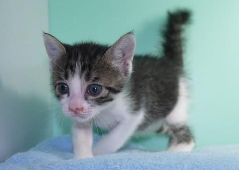 甘ったれです。2ヶ月になりました