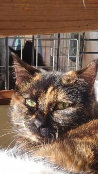 気立ての優しいサビ柄お嬢ちゃん