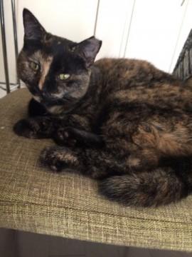 落ち着いたネコをお探しの方