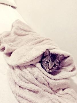 おとなしめの美猫
