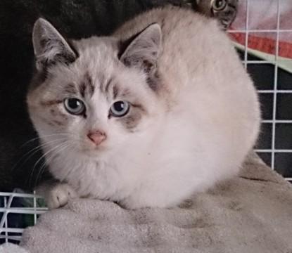 生後4ヶ月の野良ちゃん仔猫