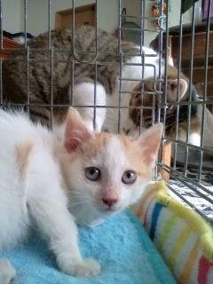 ４兄弟が家族を探しています。