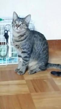 甘坊グー君の妹これまた甘えたさん