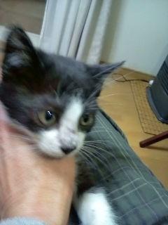 ４兄弟が家族を探しています。